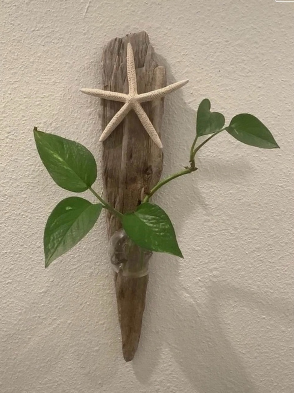 Driftwood Art, Driftwood & Starfish Plant Display, Coast, Beach Decor